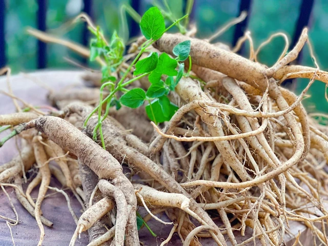 4 bài thuốc hỗ trợ điều trị u xơ tử cung